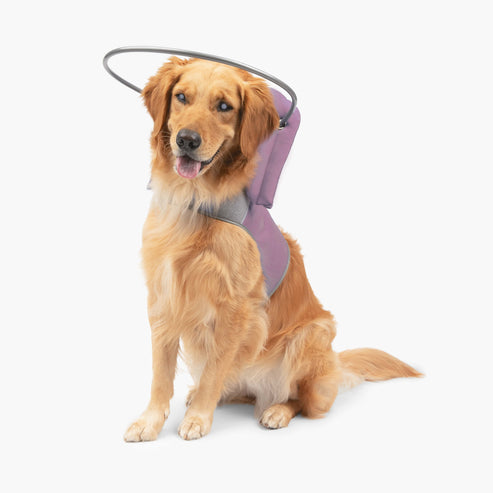 Muffin's Halo Blind Dog Guide - - Blind Dog Guide by Muffins Halo