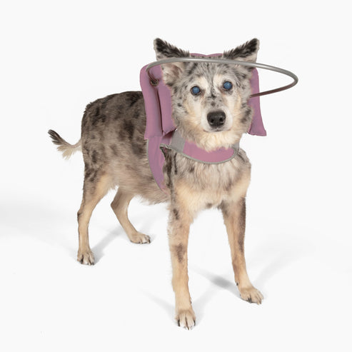 Muffin's Halo for blind dogs