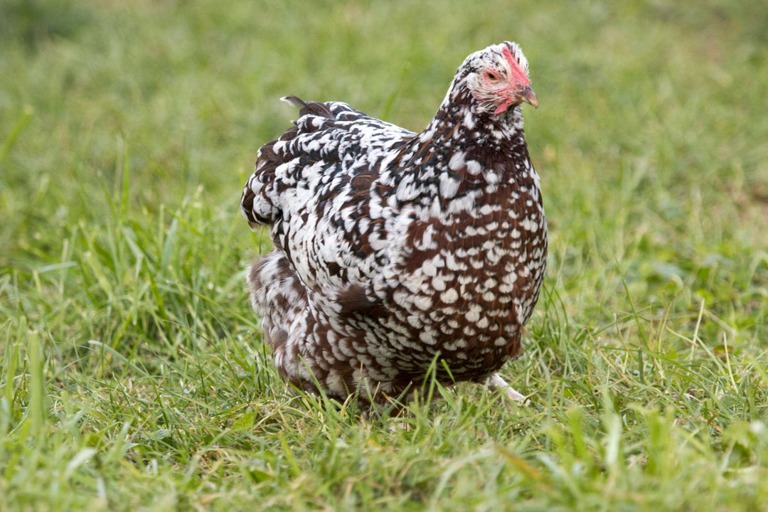 Blue Egg, Blue Laced & Speckled Trio – Buy 6 + 6 Bonus Free (12 Female Chicks, Shipping Included) - - baby chicks by Az Chickens