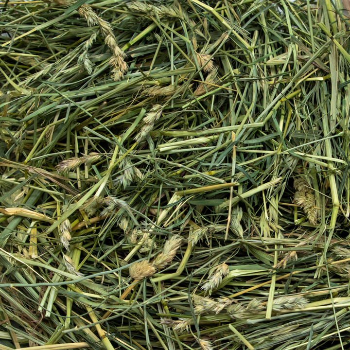 Rabbit Hole Hay Ultra Premium Coarse Orchard Grass - - Hay by Rabbit Hole Hay