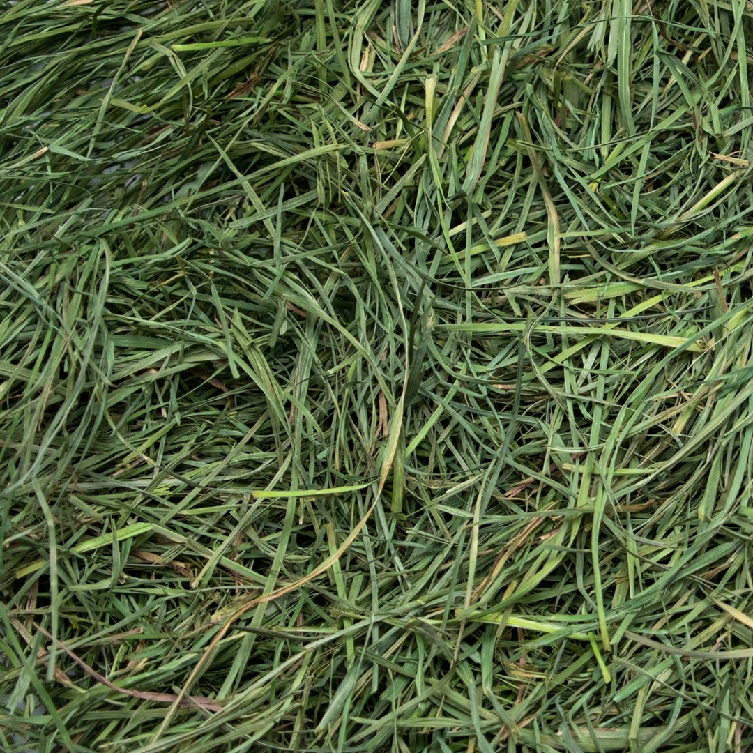 Rabbit Hole Hay Ultra Premium Soft Orchard Grass - - Hay by Rabbit Hole Hay