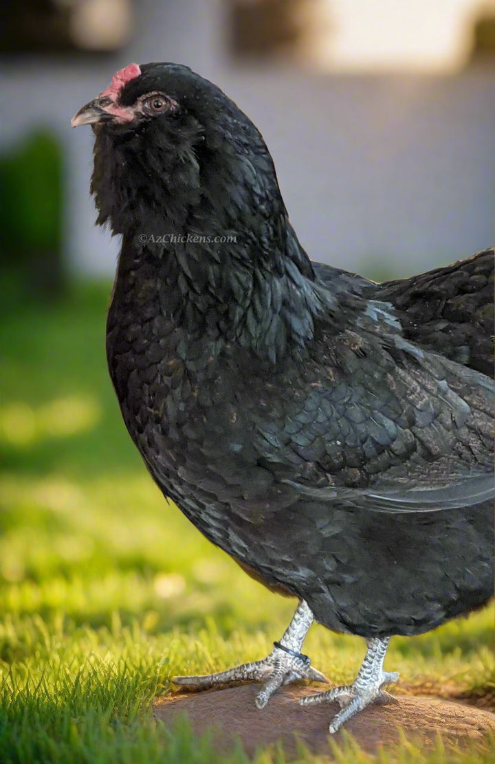 Moss & Olive Egger Chicks – Buy 10 + 5 Bonus Free (15 St. Run Chicks, Shipping Included) - - by Az Chickens