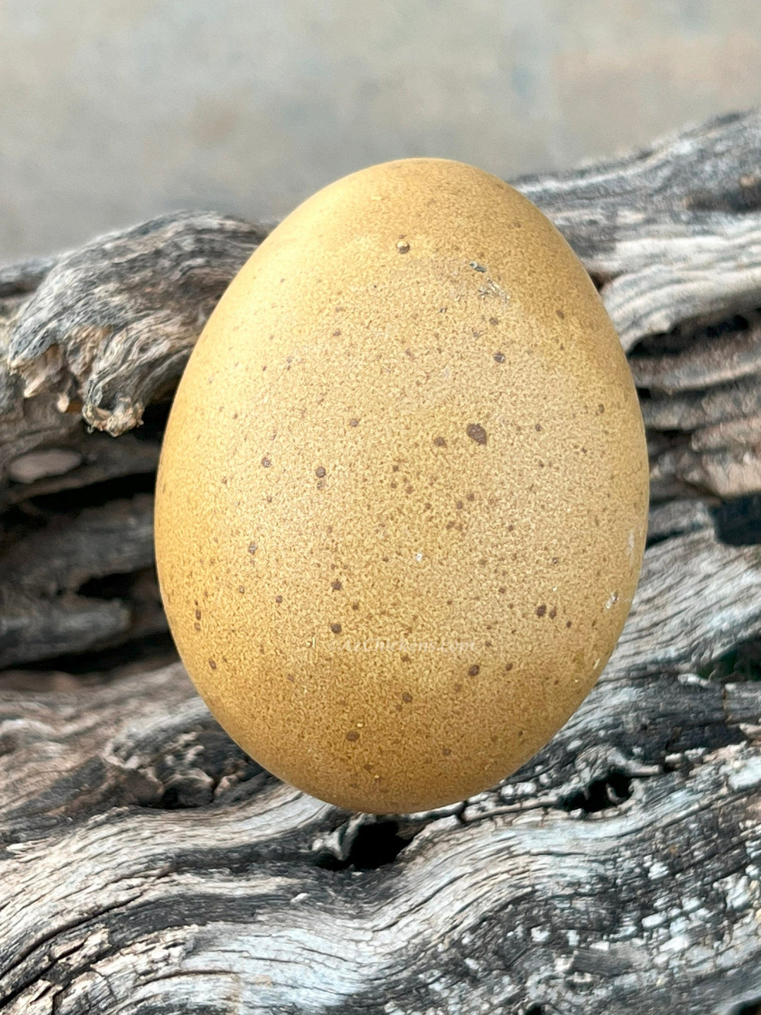 Moss & Olive Egger Chicks – Buy 10 + 5 Bonus Free (15 St. Run Chicks, Shipping Included) - - by Az Chickens