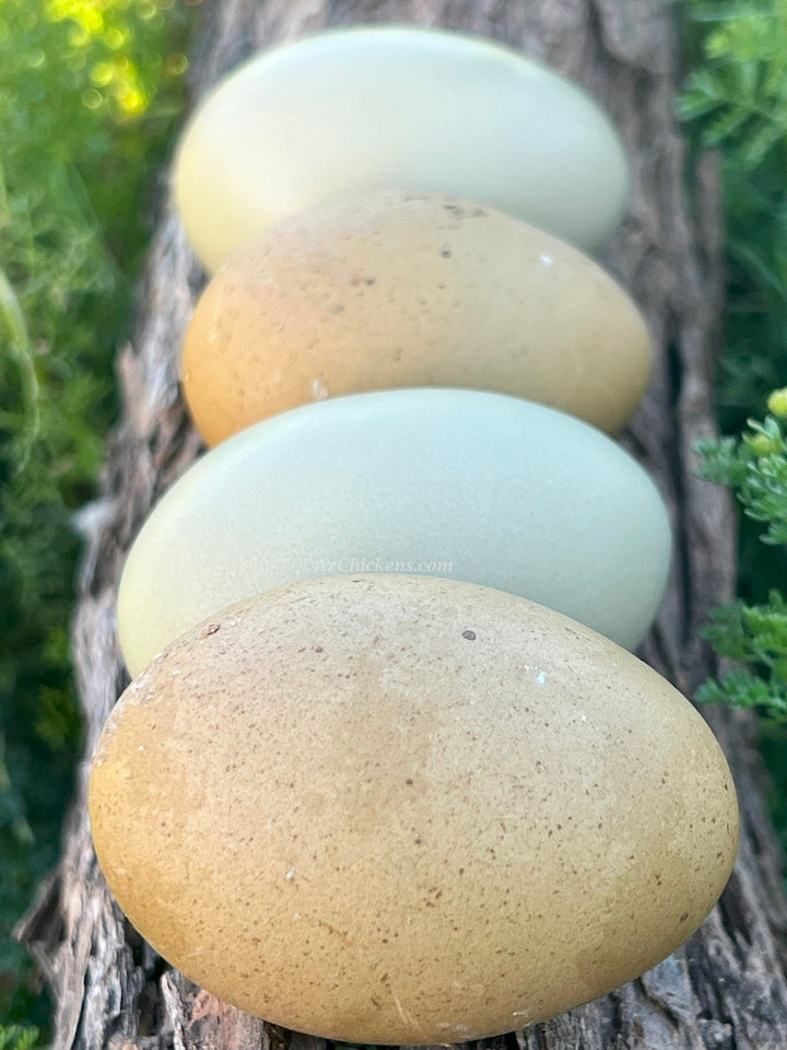 Moss & Olive Egger Chicks – Buy 10 + 5 Bonus Free (15 St. Run Chicks, Shipping Included) - - by Az Chickens