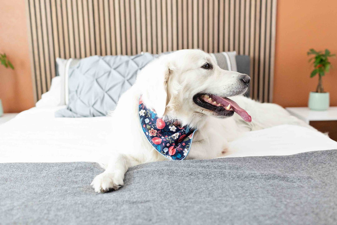 Riley Dog Bandana