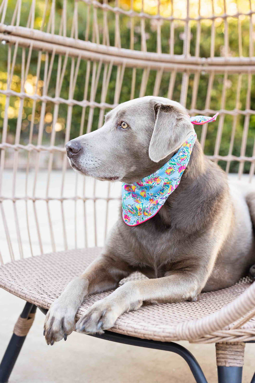 Tillie Dog Bandana