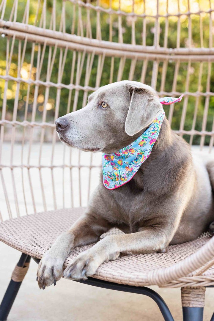 Tillie Dog Bandana