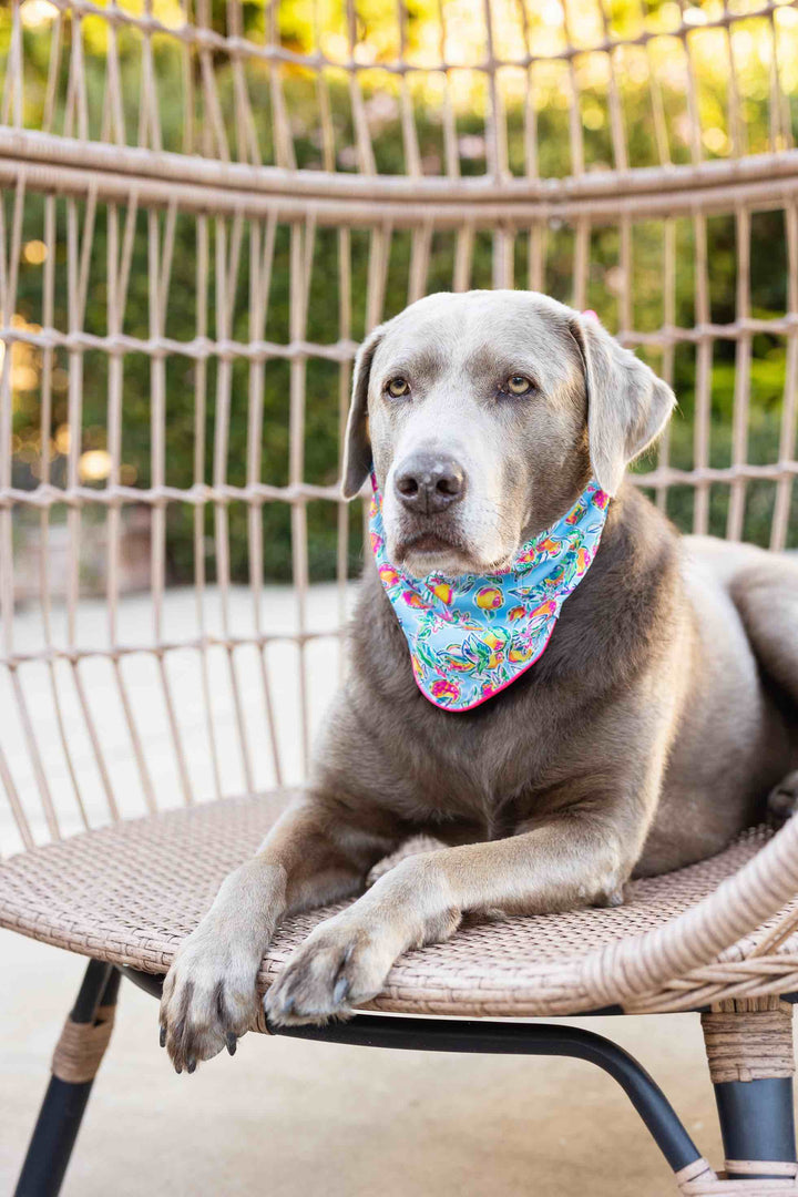 Tillie Dog Bandana