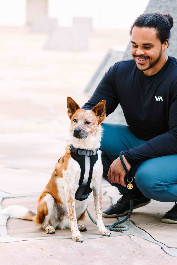 Rowan Dog Harness