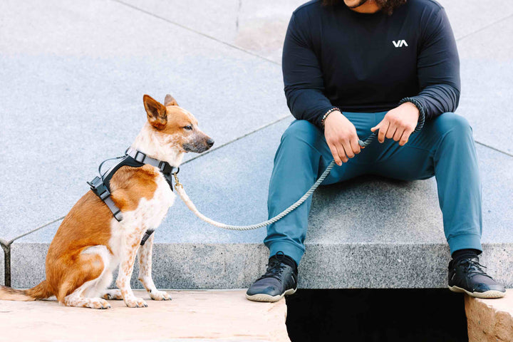 Rowan Dog Harness