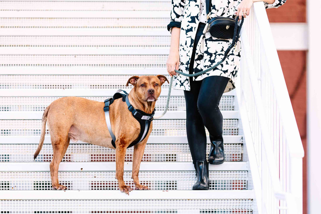 Rowan Dog Harness