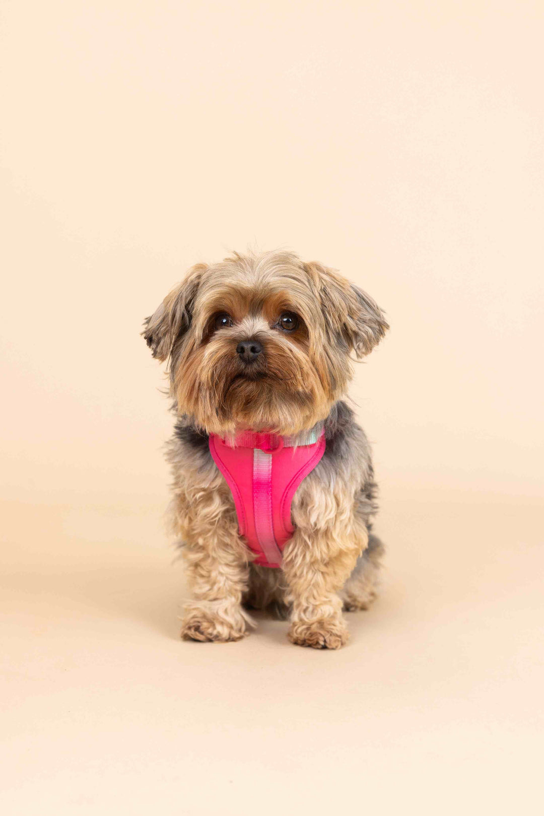 Stasia Dog Harness