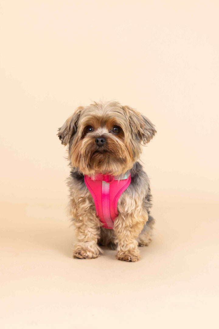 Stasia Dog Harness