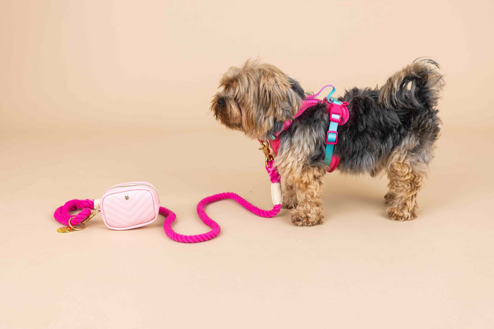 Stasia Dog Harness