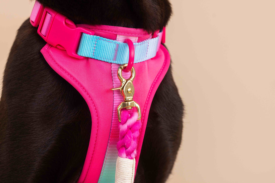 Stasia Dog Harness