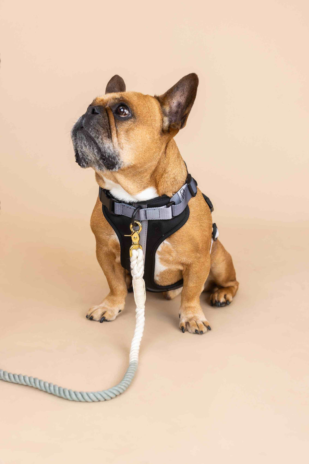 Rowan Dog Harness