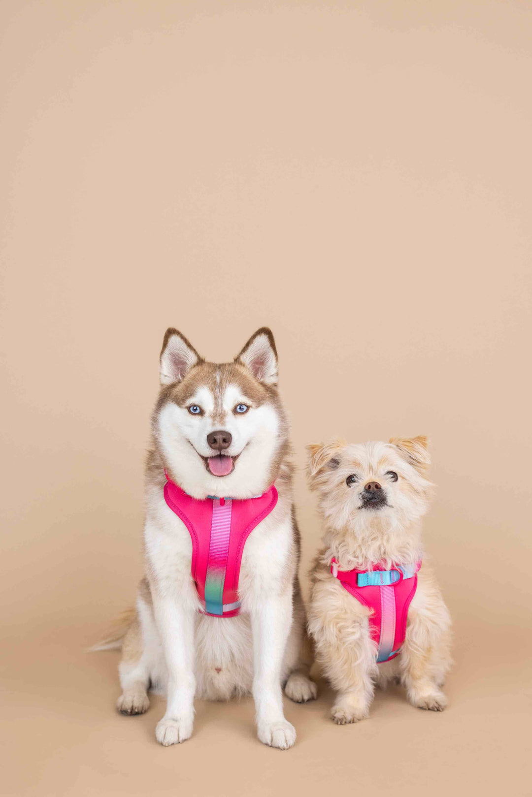 Stasia Dog Harness
