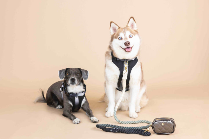 Rowan Dog Harness
