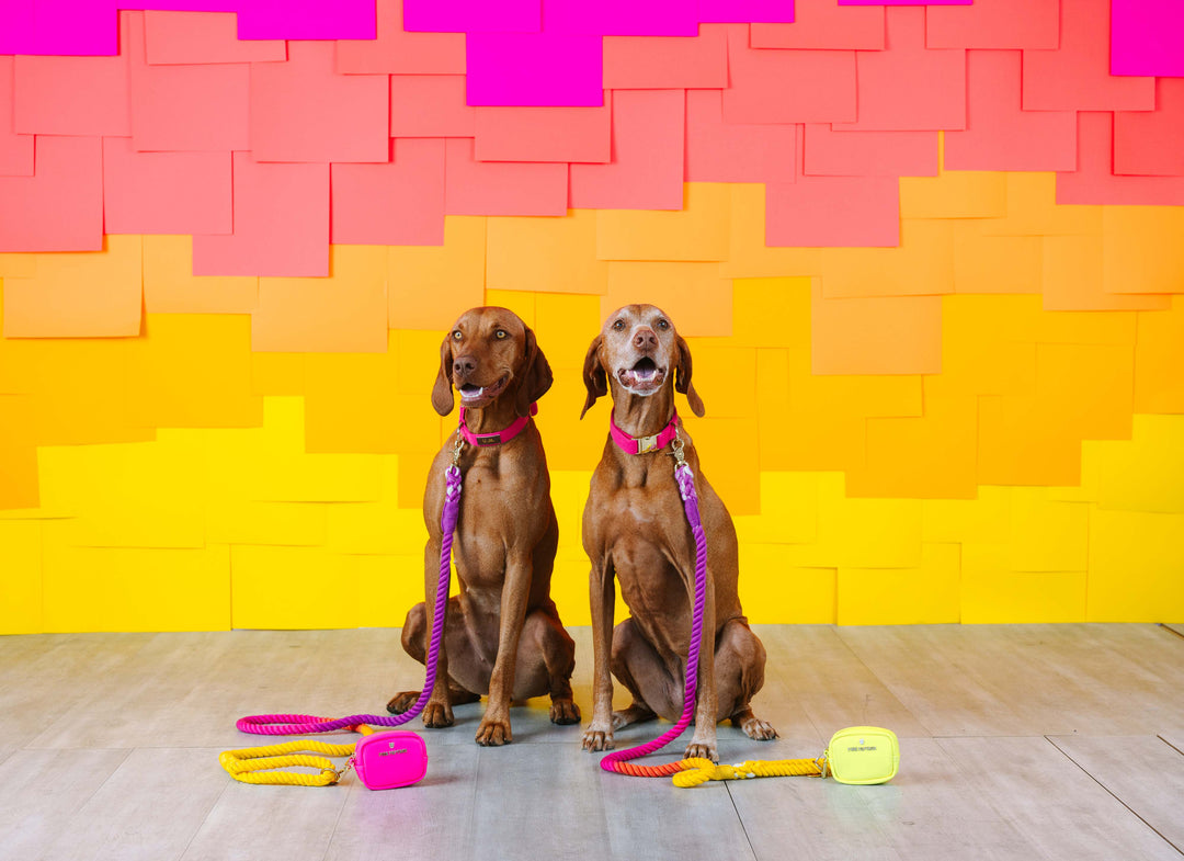 Roxy Rope Dog Leash