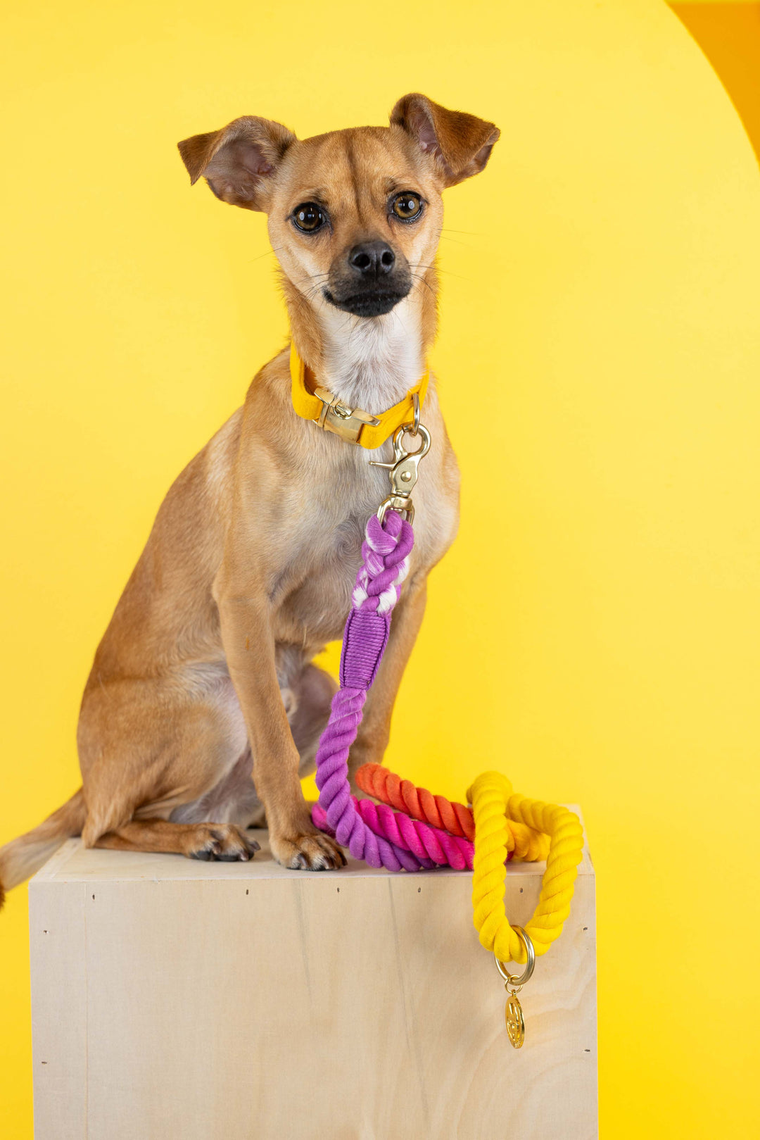 Roxy Rope Dog Leash