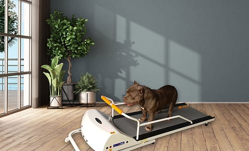 GoPet PR720F – Small/Medium Breed TreadMill - - Dog Treadmills by GoPet