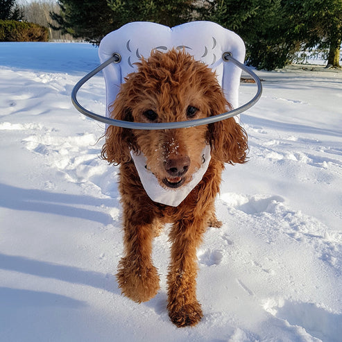Muffin's Halo Blind Dog Guide - White - Blind Dog Guide by Muffins Halo