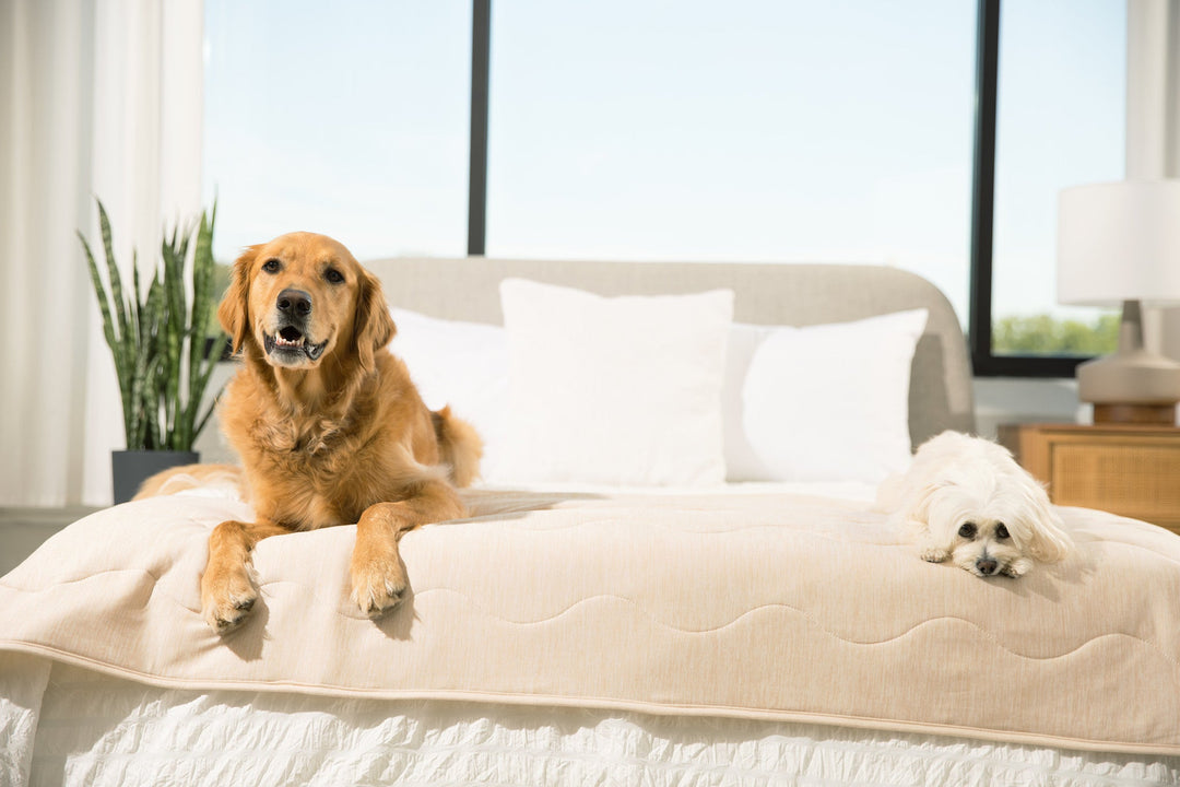 PupChill™ Cooling Waterproof Runner Blanket - Arctic Sand - - Dog Blanket by Paw.com