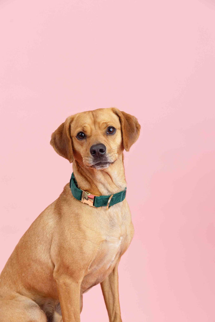 Rue Dog Collar