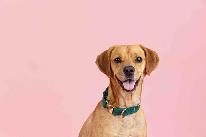Rue Dog Collar