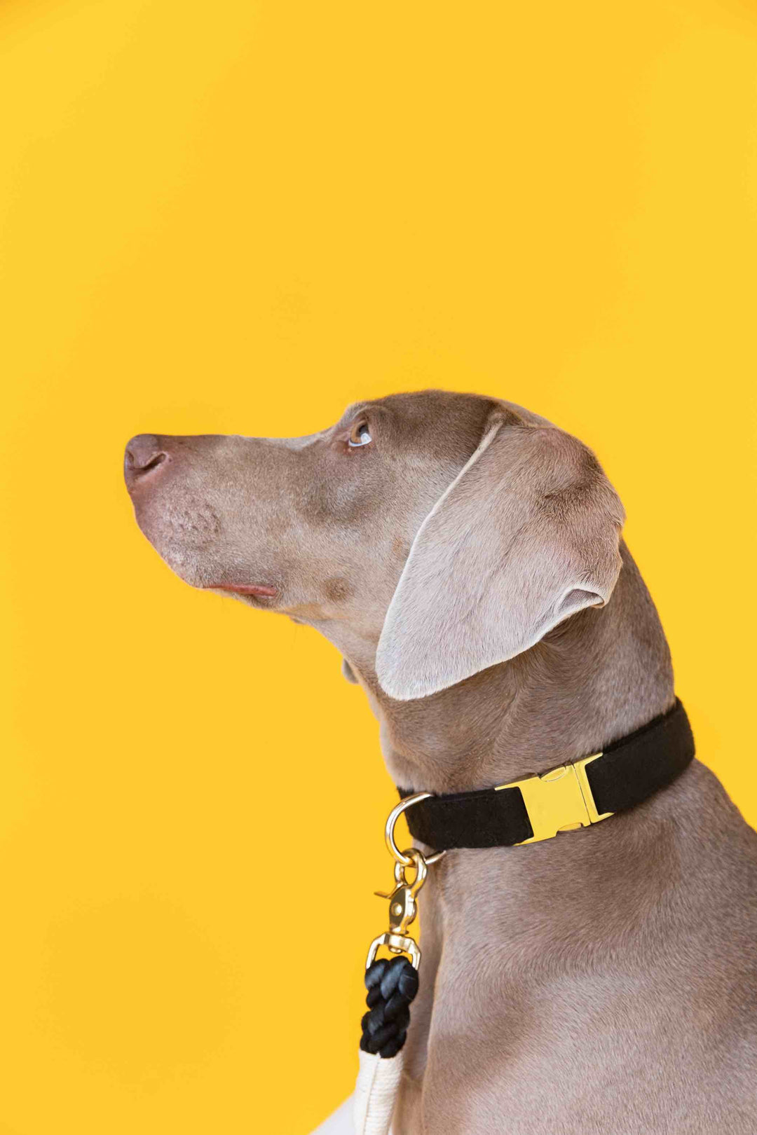 Ryan Dog Collar
