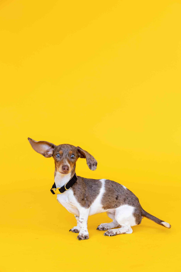 Ryan Dog Collar