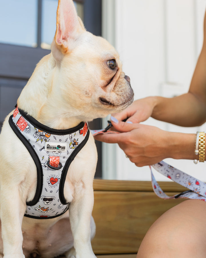 The Modern Dog Company - Bad to the Bone Harness - - by The Modern Dog Company Store
