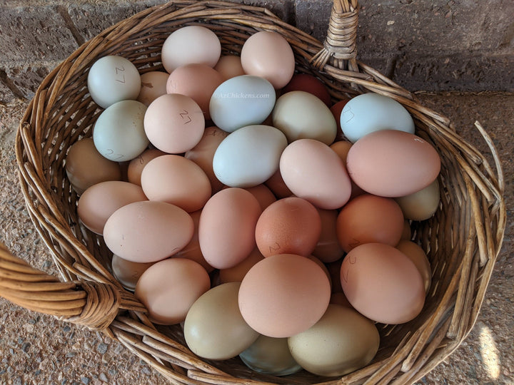 Easter Egger Chicks – Buy 10 + 5 Bonus Free (15 All-Female, Shipping Included) - - by Az Chickens