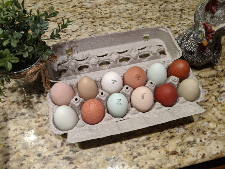Rainbow Egg Assortment – Buy 10 + 5 Bonus Free (15 St. Run Chicks, Shipping Included) - - by Az Chickens