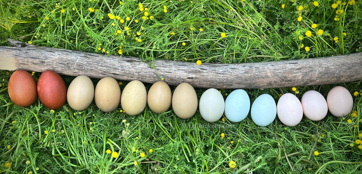 Rainbow Egg Assortment – Buy 10 + 5 Bonus Free (15 St. Run Chicks, Shipping Included) - June 2nd - by Az Chickens