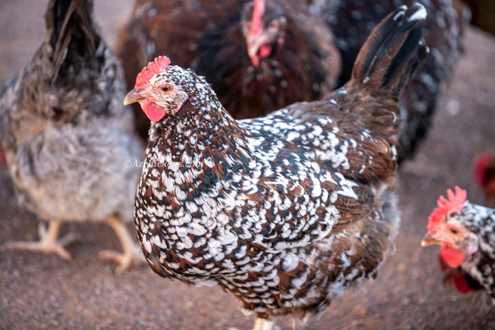 Rainbow Egg Assortment – Buy 10 + 5 Bonus Free (15 St. Run Chicks, Shipping Included) - - by Az Chickens