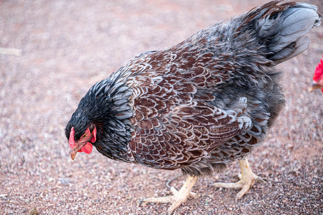 Blue Egg, Blue Laced & Speckled Trio – Buy 6 + 6 Bonus Free (12 Female Chicks, Shipping Included) - - baby chicks by Az Chickens