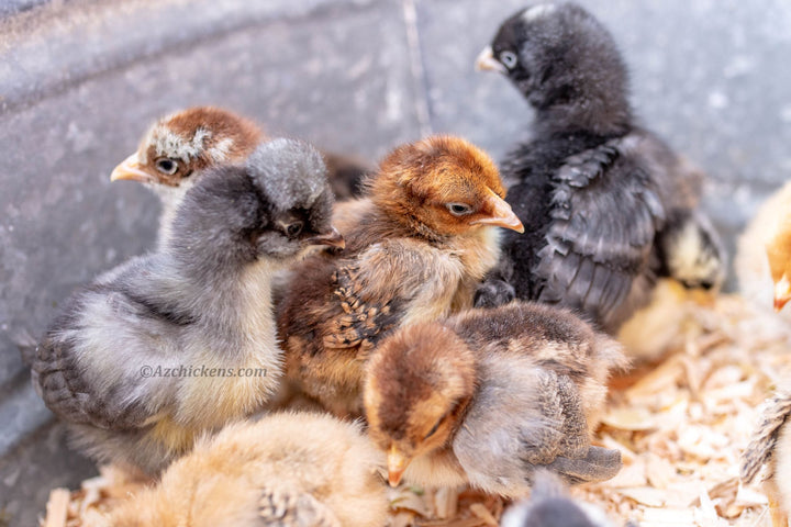 Rainbow Egg Assortment – Buy 10 + 5 Bonus Free (15 St. Run Chicks, Shipping Included) - - by Az Chickens