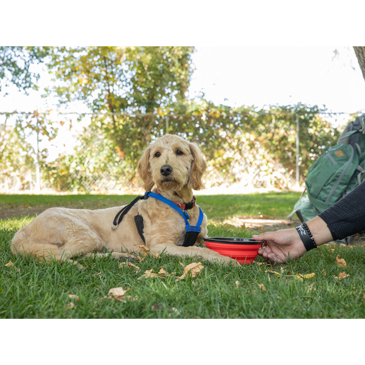 K9 Sport Sack® Saucer