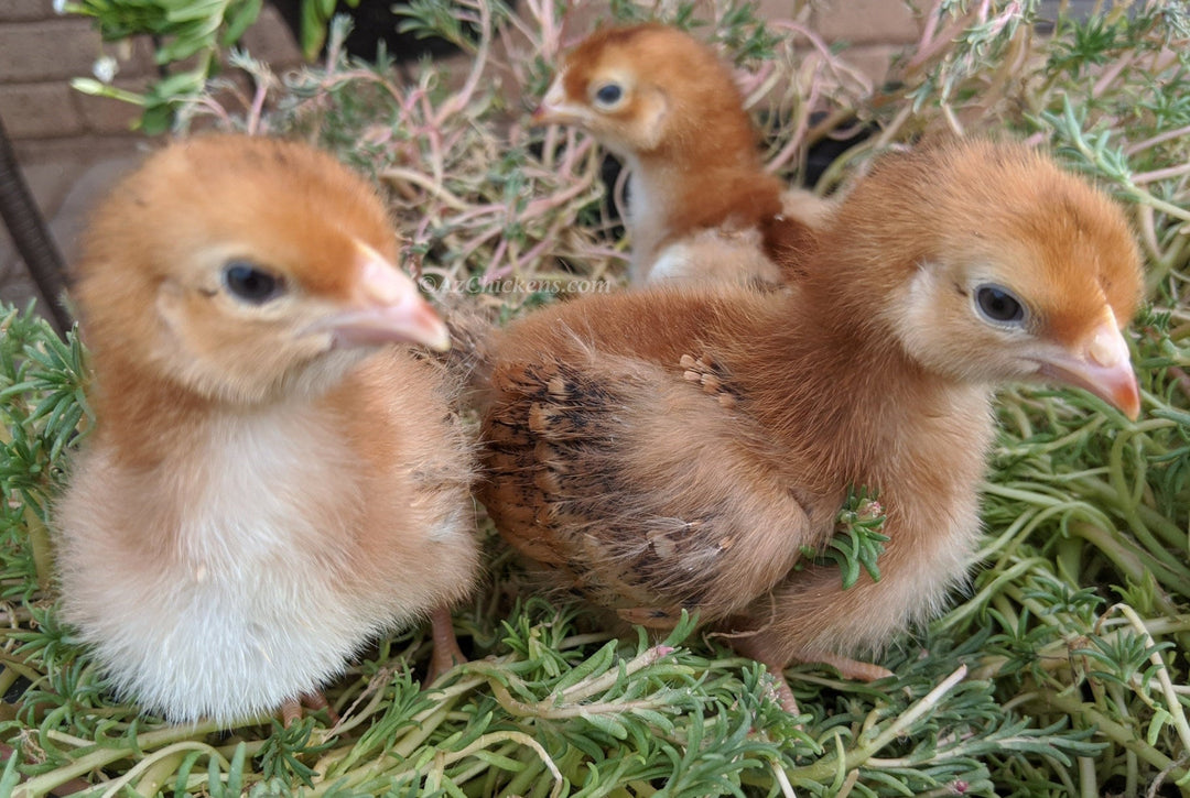 Rhode Island Red Chicks – Buy 10 + 5 Bonus Free (15 All-Female, Shipping Included) - - by Az Chickens