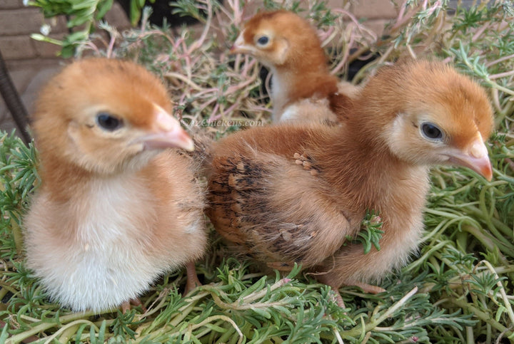 Rhode Island Red Chicks – Buy 10 + 5 Bonus Free (15 All-Female, Shipping Included) - - by Az Chickens
