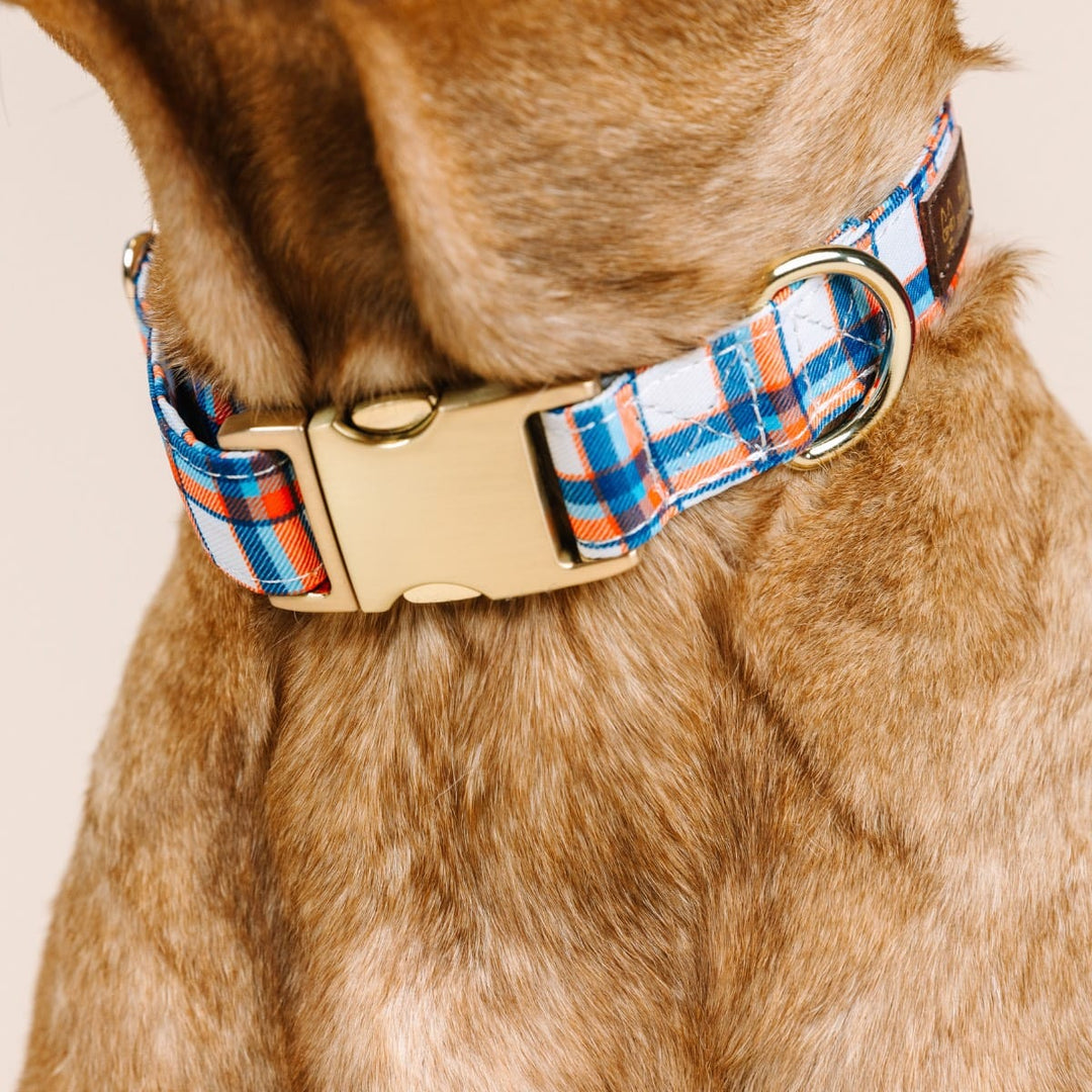 Ringo Dog Collar