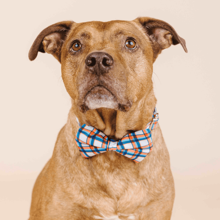 Ringo Dog Bow Tie