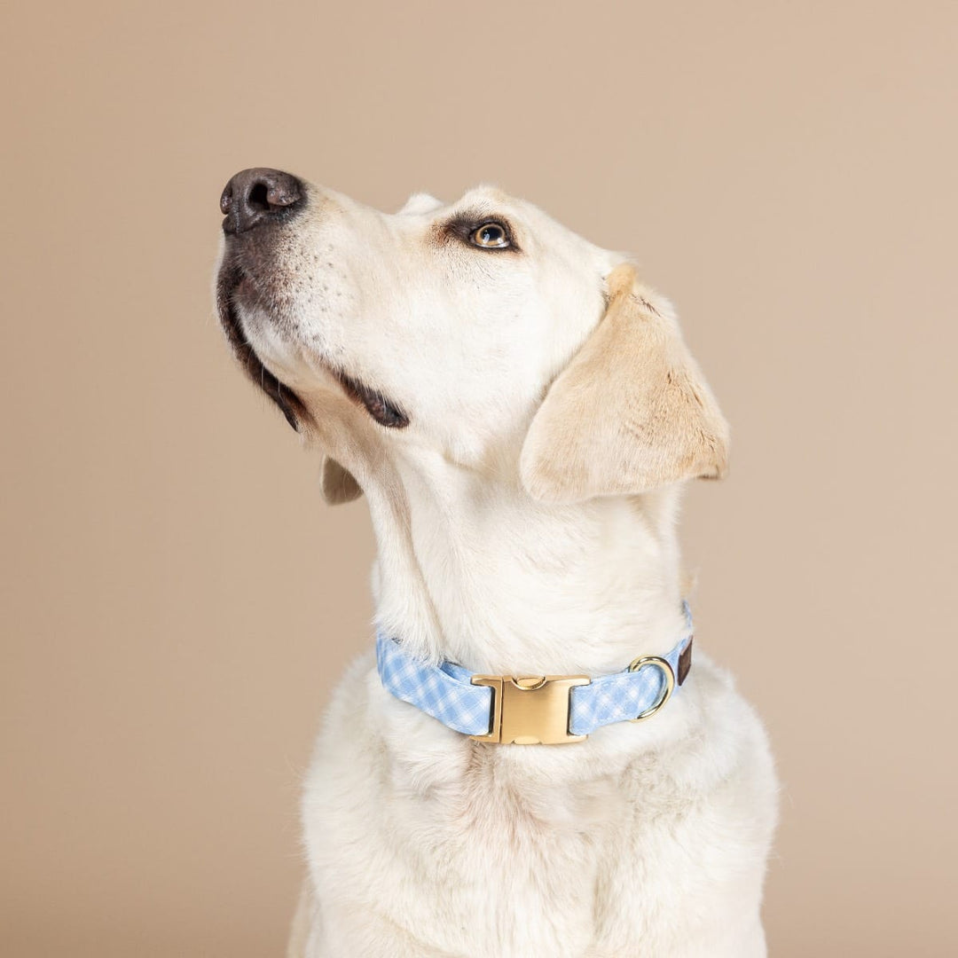 Rory Dog Collar