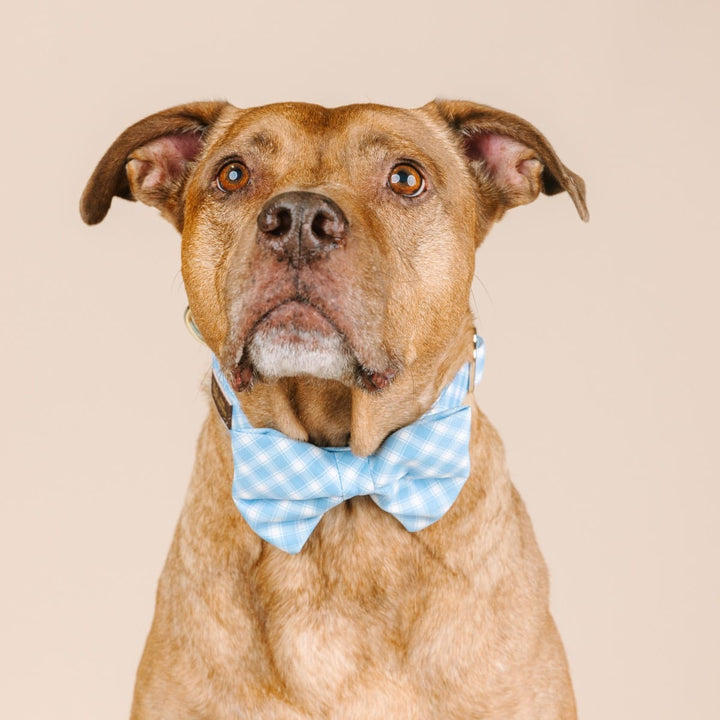 Rory Dog Bow Tie