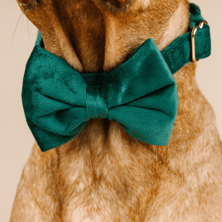 Rue Dog Bow Tie
