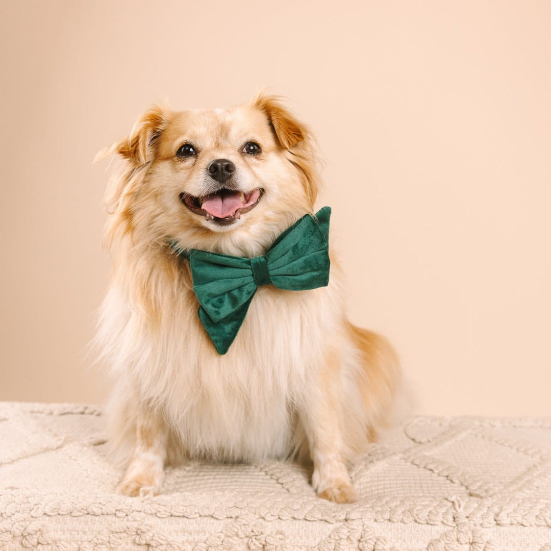 Rue Dog Babe Bow