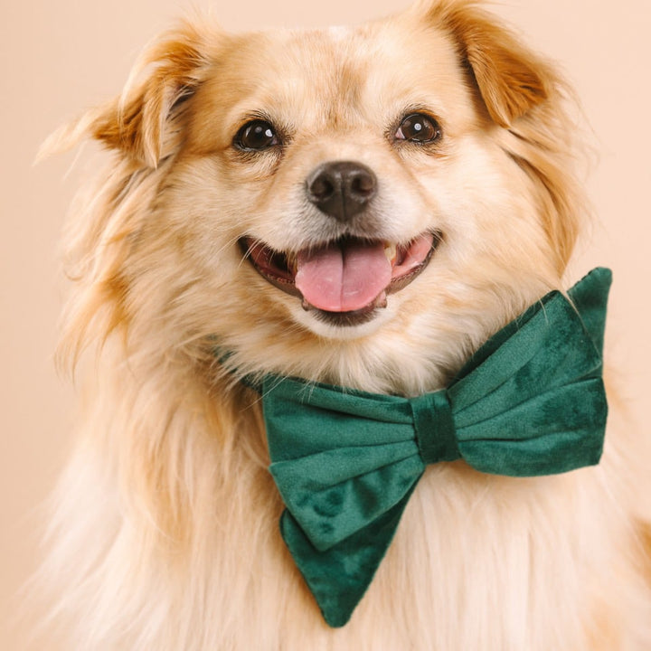 Rue Dog Babe Bow