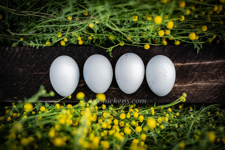 Rainbow Egg Assortment – Buy 10 + 5 Bonus Free (15 St. Run Chicks, Shipping Included) - - by Az Chickens