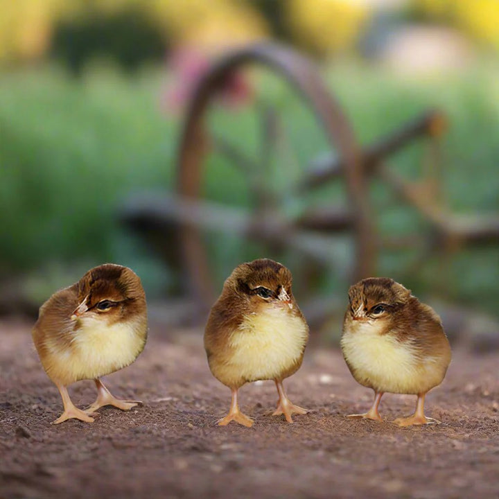 Speckled Sussex Chicks – Buy 10 + 5 Bonus Free (15 Females Total, Shipping Included) - June 22nd - Speckled Sussex Chicks by Az Chickens